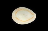 藏品(金環寶螺)的圖片